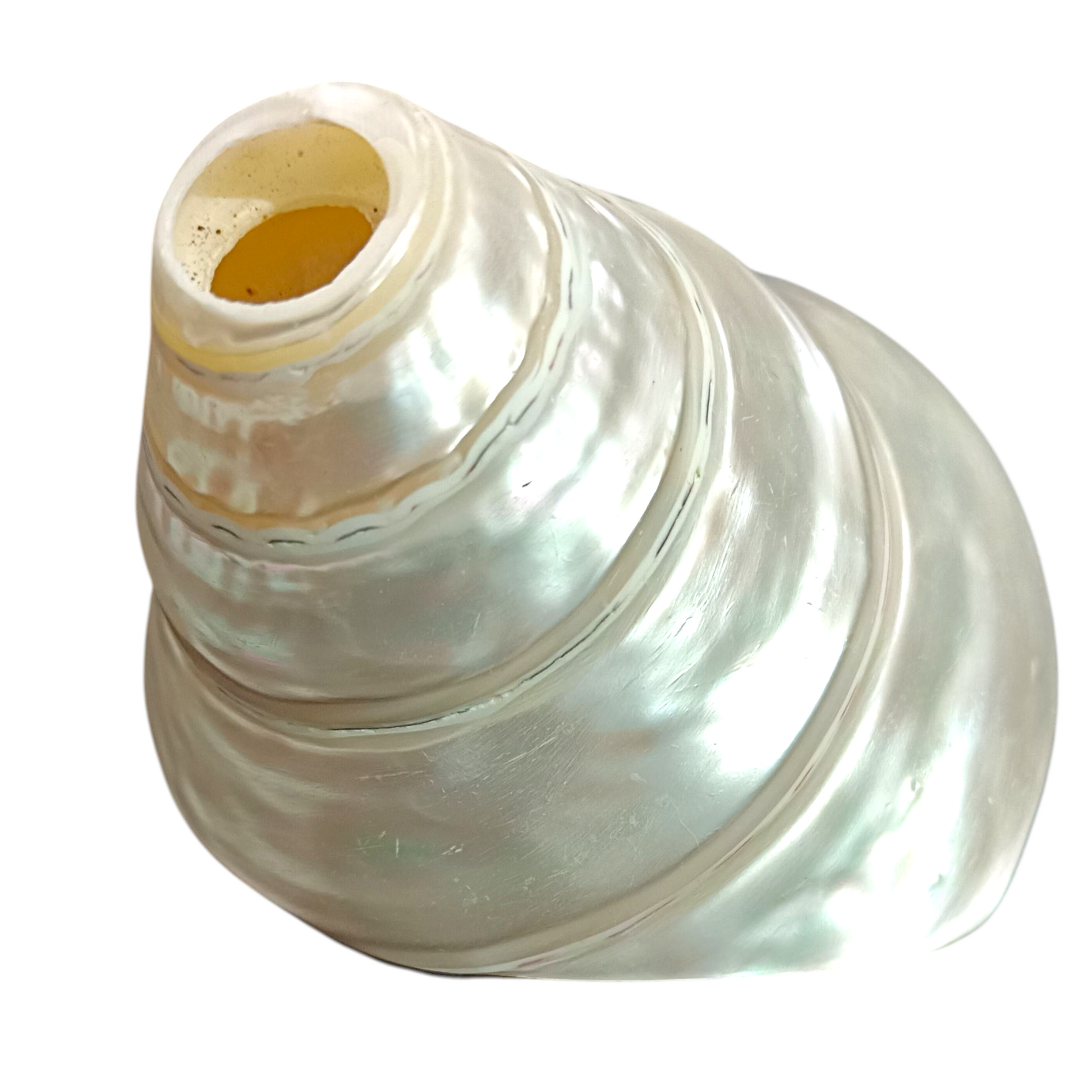 Devine Harmony: Jellybean Retails Pearl Conch Shell – Natural Moti Shankh for Puja & Vastu