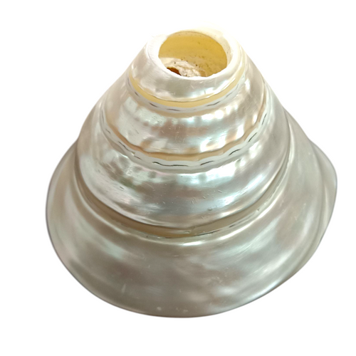 Devine Harmony: Jellybean Retails Pearl Conch Shell – Natural Moti Shankh for Puja & Vastu