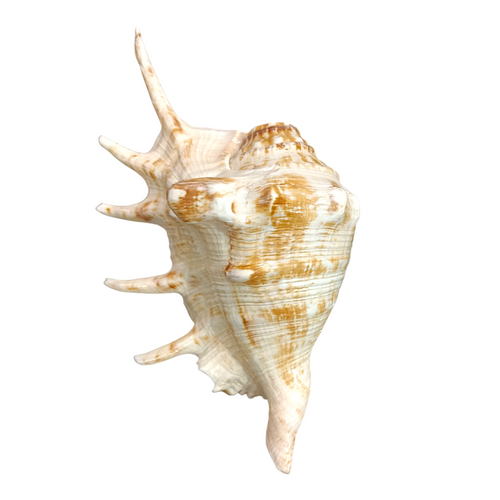 Divine Harmony: Jellybean Retails Original Panchamukhi Shankh – Five-Faced Conch Shell for Puja, Vastu & Positive Energy