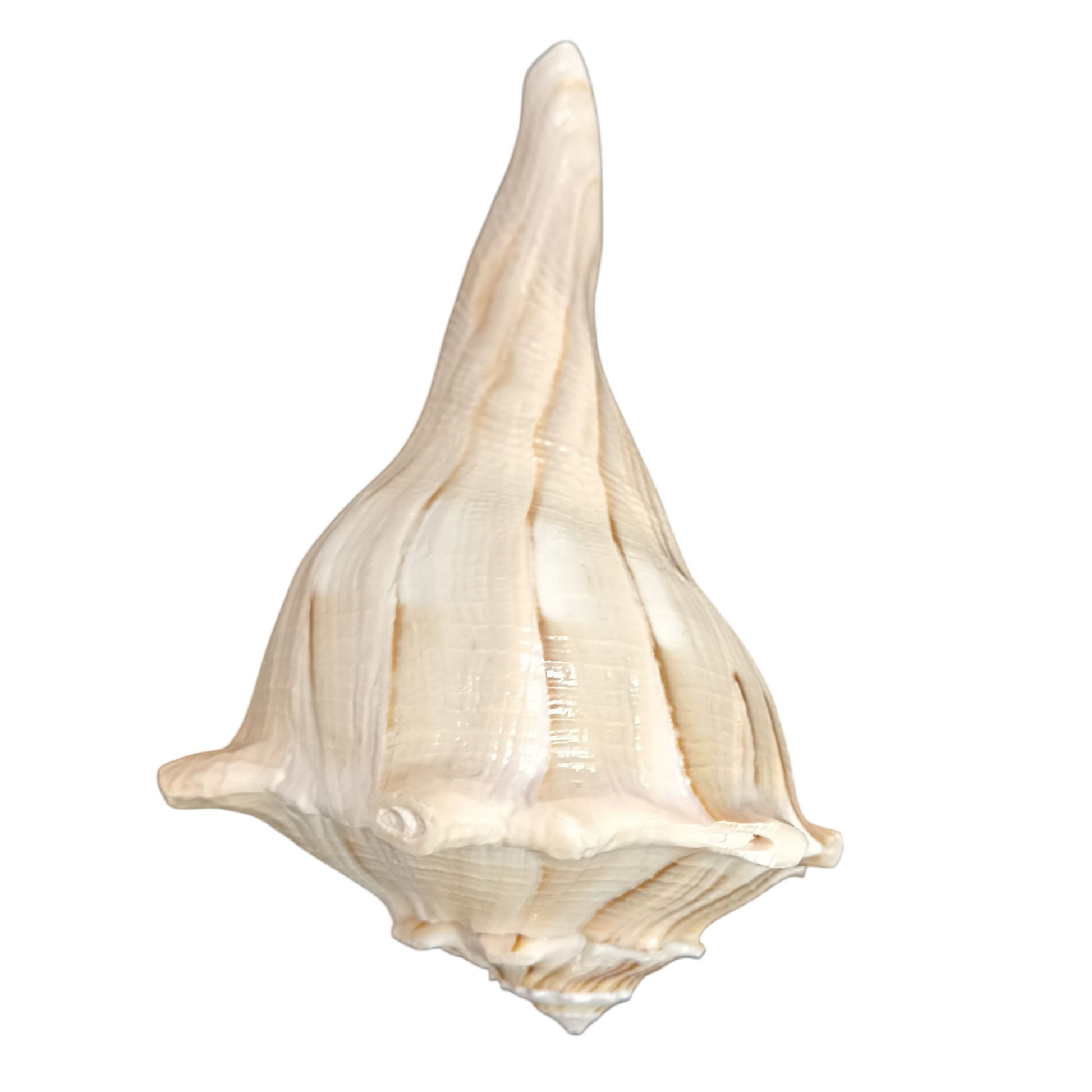 Divine Harmony: Jellybean Retails Dakshinavarti Valampuri Laxmi Shankh – Rare Natural Conch Shell for Wealth & Prosperity (5-6) Inch Brown