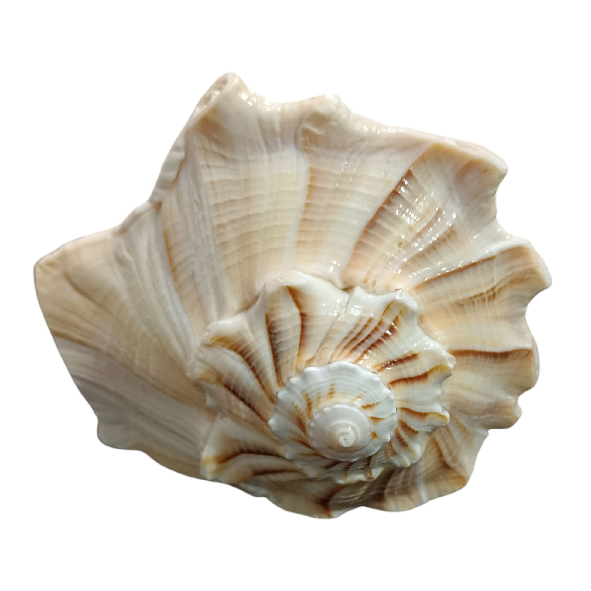 Divine Harmony: Jellybean Retails Dakshinavarti Valampuri Laxmi Shankh – Rare Natural Conch Shell for Wealth & Prosperity (5-6) Inch Brown