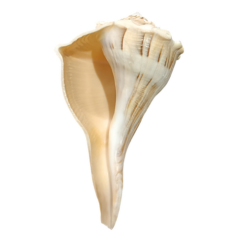 Divine Harmony: Jellybean Retails Dakshinavarti Valampuri Laxmi Shankh – Rare Natural Conch Shell for Wealth & Prosperity (5-6) Inch Brown