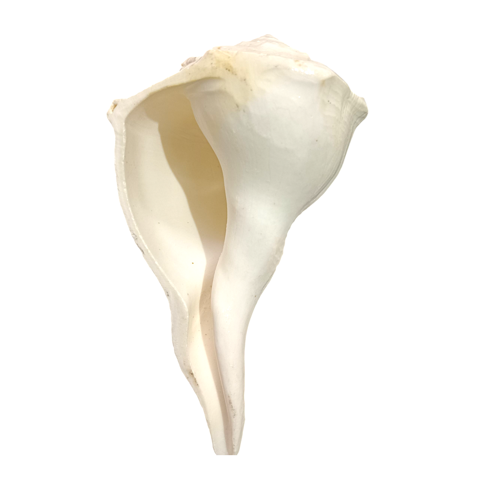 Divine Harmony: Jellybean Retails Dakshinavarti Valampuri Laxmi Shankh – Rare Natural Conch Shell for Wealth & Prosperity (5-6) Inch White