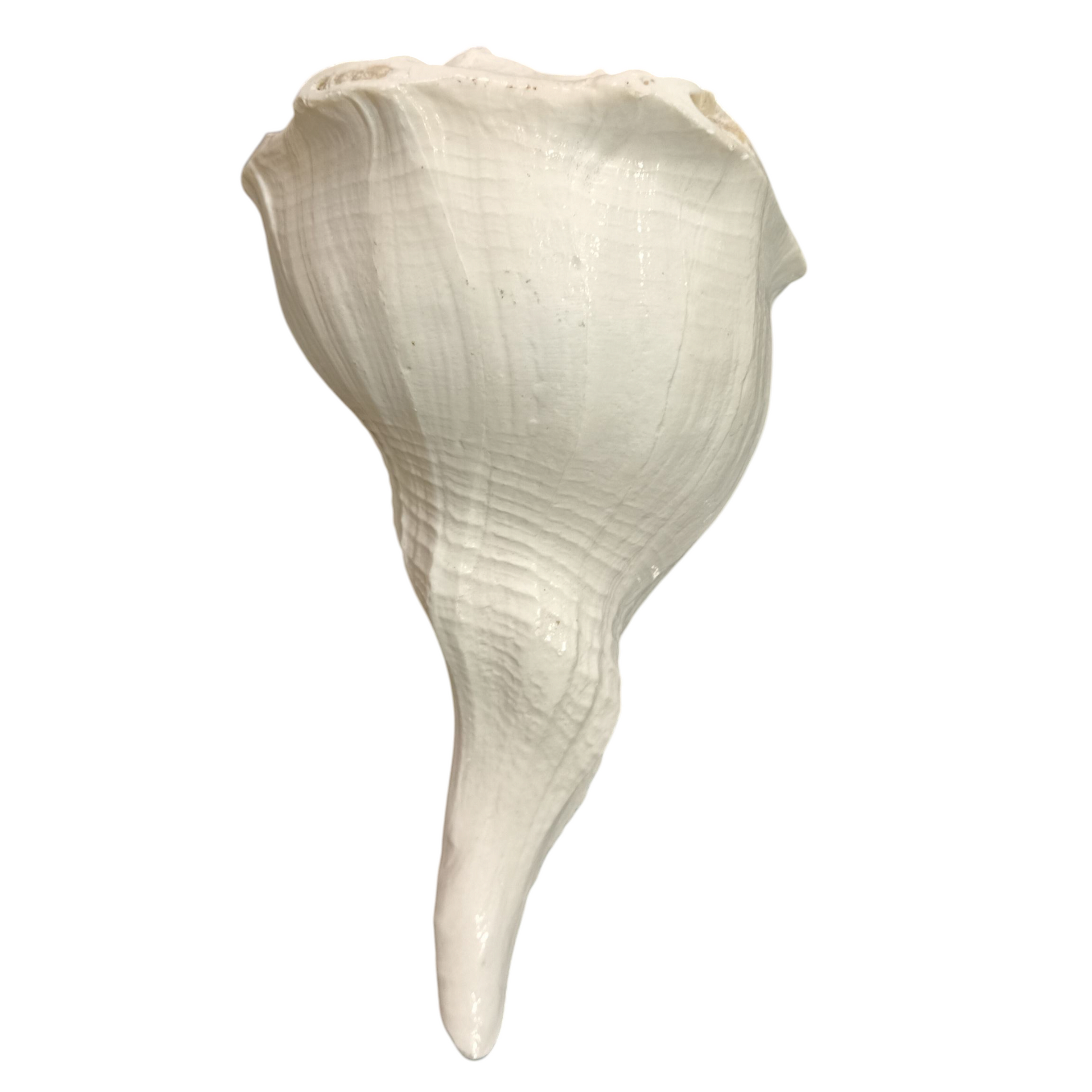 Divine Harmony: Jellybean Retails Dakshinavarti Valampuri Laxmi Shankh – Rare Natural Conch Shell for Wealth & Prosperity (5-6) Inch White