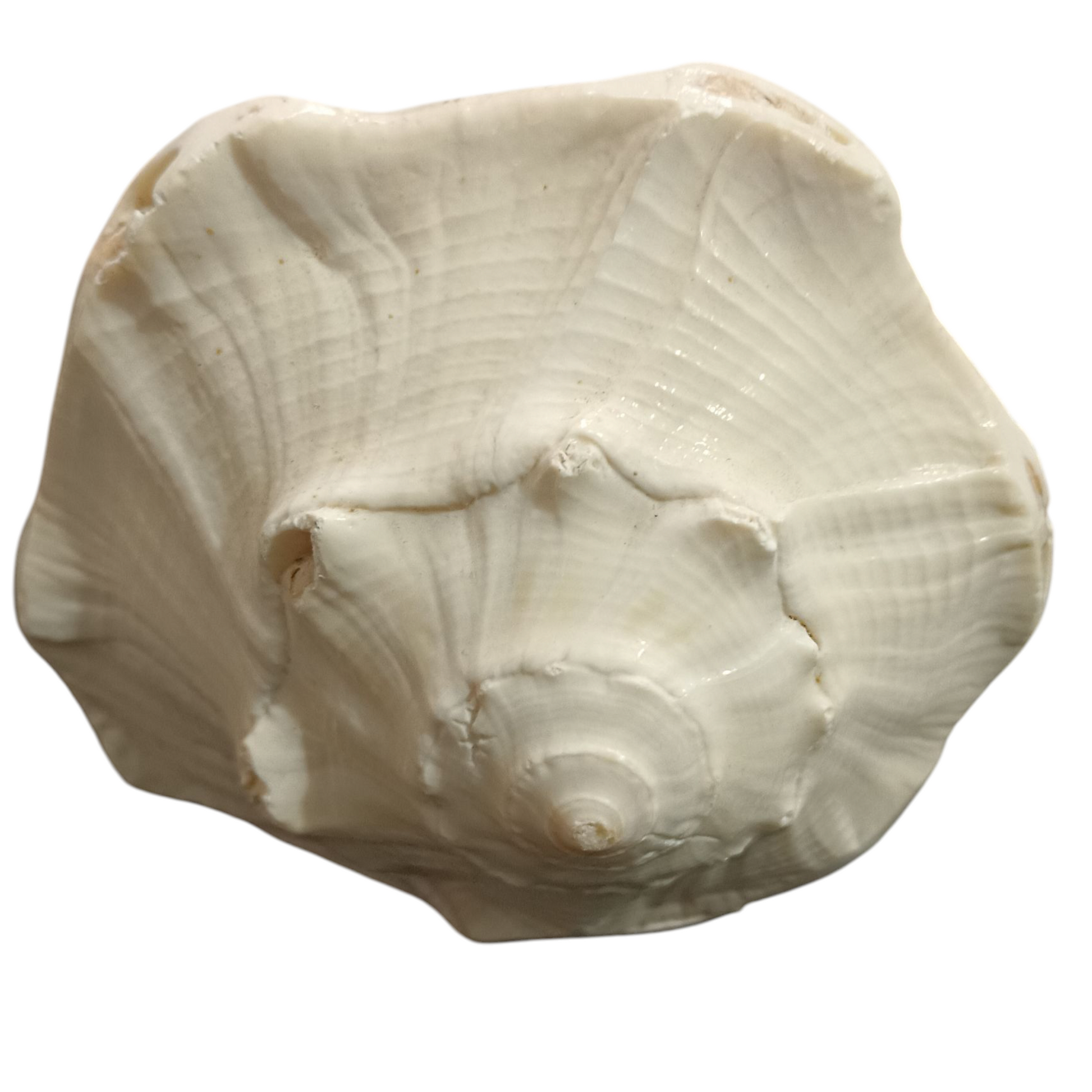 Divine Harmony: Jellybean Retails Dakshinavarti Valampuri Laxmi Shankh – Rare Natural Conch Shell for Wealth & Prosperity (5-6) Inch White