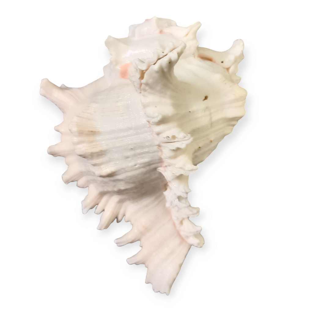Divine Harmony: Jellybean Retails Suryamukhi Shankh – Natural Sun-Faced Conch Shell for Puja & Vastu