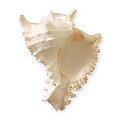 Divine Harmony: Jellybean Retails Suryamukhi Shankh – Natural Sun-Faced Conch Shell for Puja & Vastu