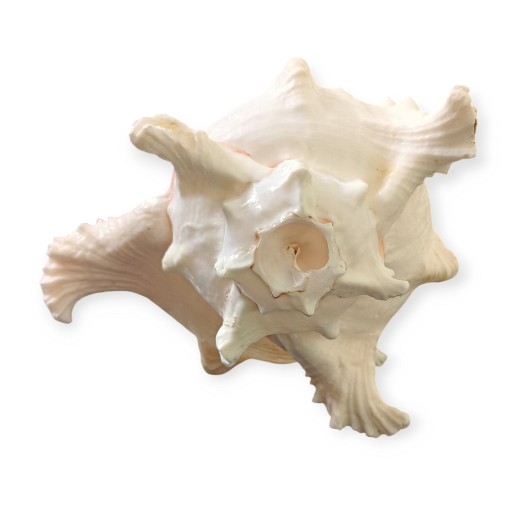 Divine Harmony: Jellybean Retails Suryamukhi Shankh – Natural Sun-Faced Conch Shell for Puja & Vastu