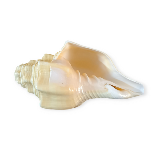 Divine Harmony: Jellybean Retails American Blowing Shankh – Authentic Garud Shankh for Puja, Vastu & Meditation