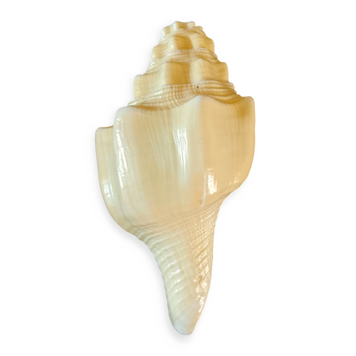 Divine Harmony: Jellybean Retails American Blowing Shankh – Authentic Garud Shankh for Puja, Vastu & Meditation