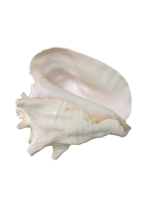 Divine Harmony: Jellybean Retails Annapurna Shankh Blowing Shankh|Conch - 800g approx, 9 Inch (Size Guarantee - Quality Matters)