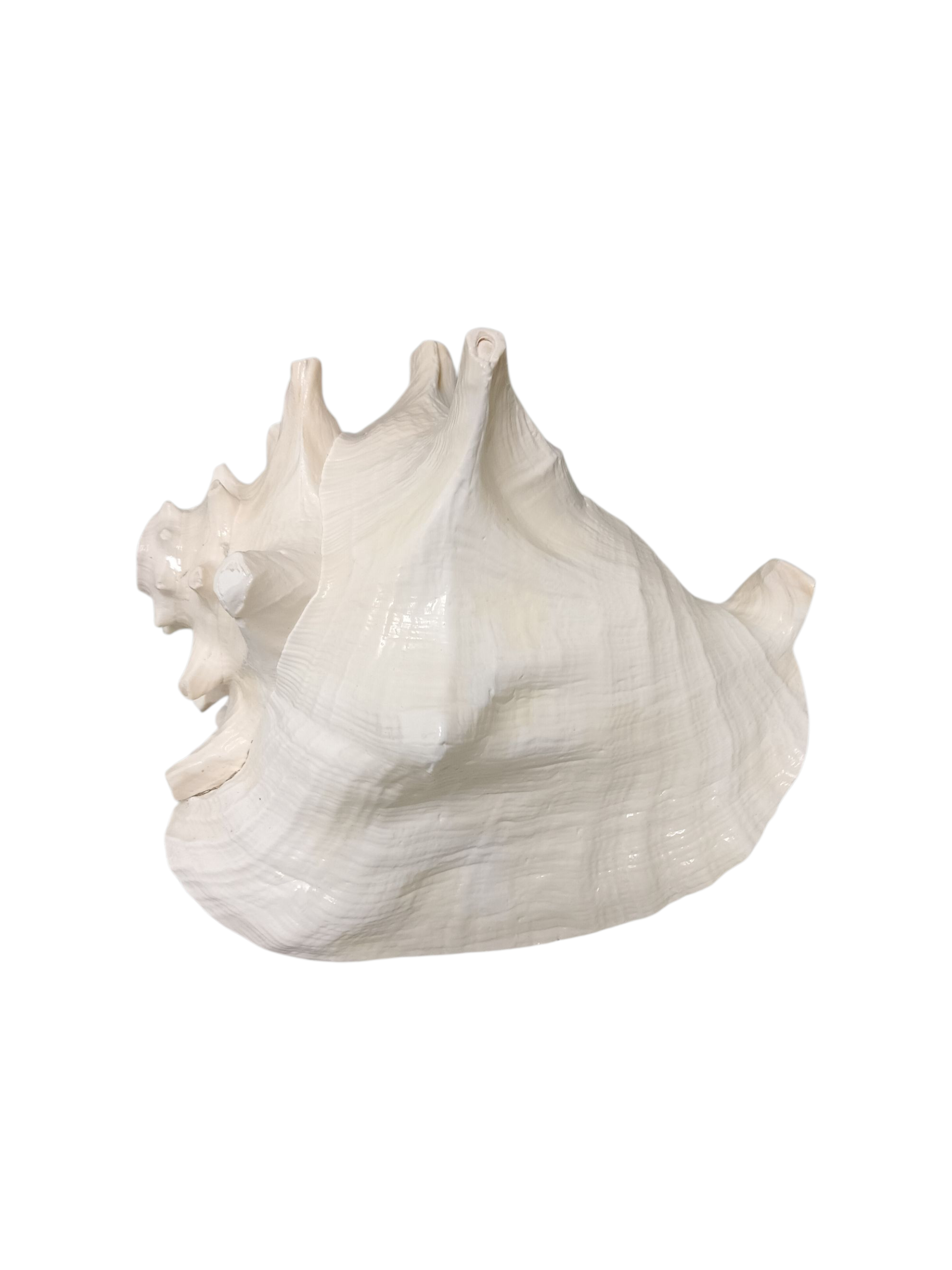 Divine Harmony: Jellybean Retails Annapurna Shankh Blowing Shankh|Conch - 800g approx, 9 Inch (Size Guarantee - Quality Matters)