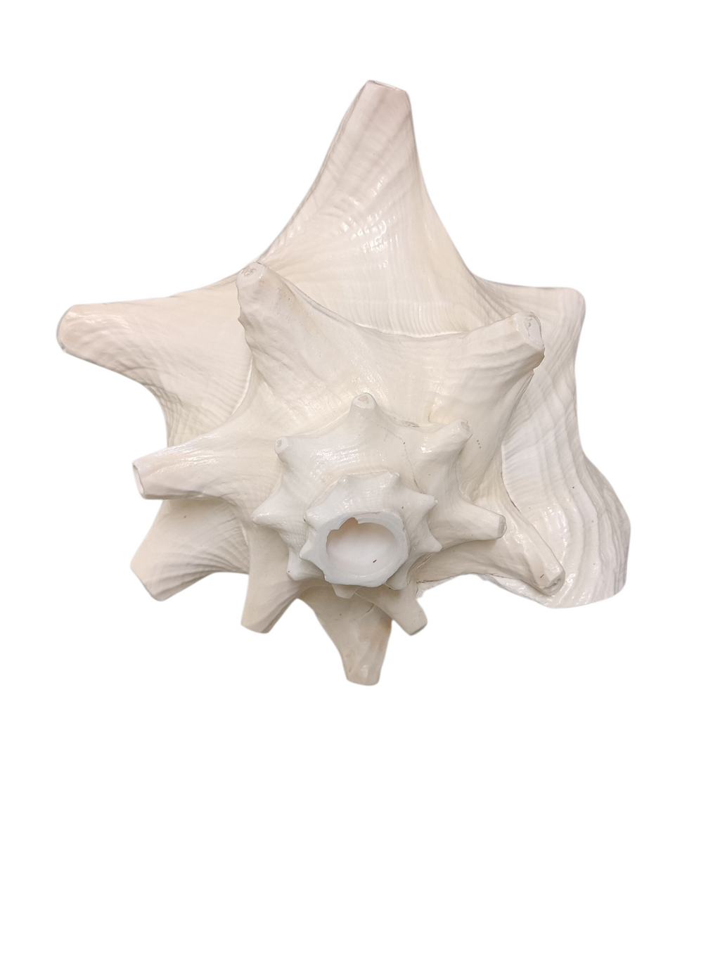 Divine Harmony: Jellybean Retails Annapurna Shankh Blowing Shankh|Conch - 800g approx, 9 Inch (Size Guarantee - Quality Matters)