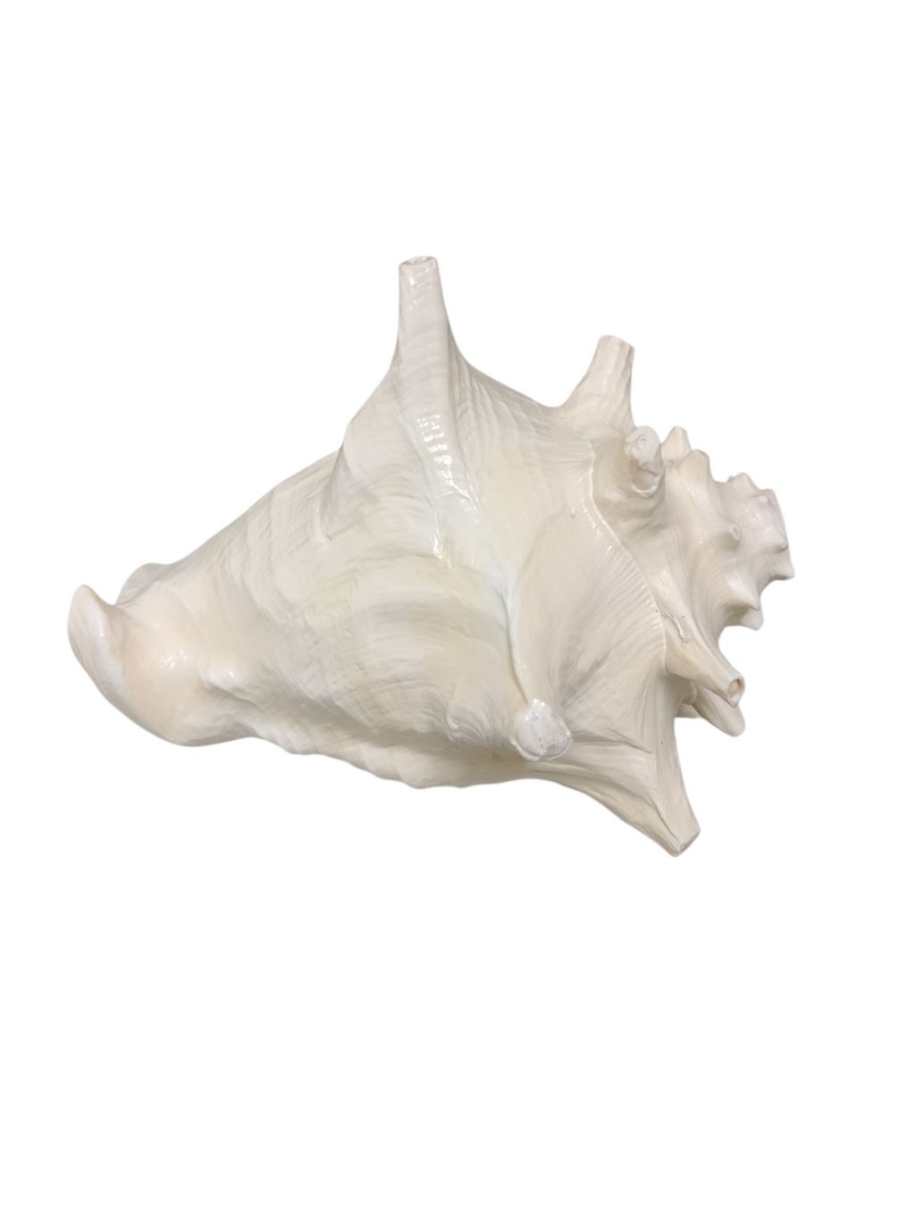 Divine Harmony: Jellybean Retails Annapurna Shankh Blowing Shankh|Conch - 800g approx, 9 Inch (Size Guarantee - Quality Matters)