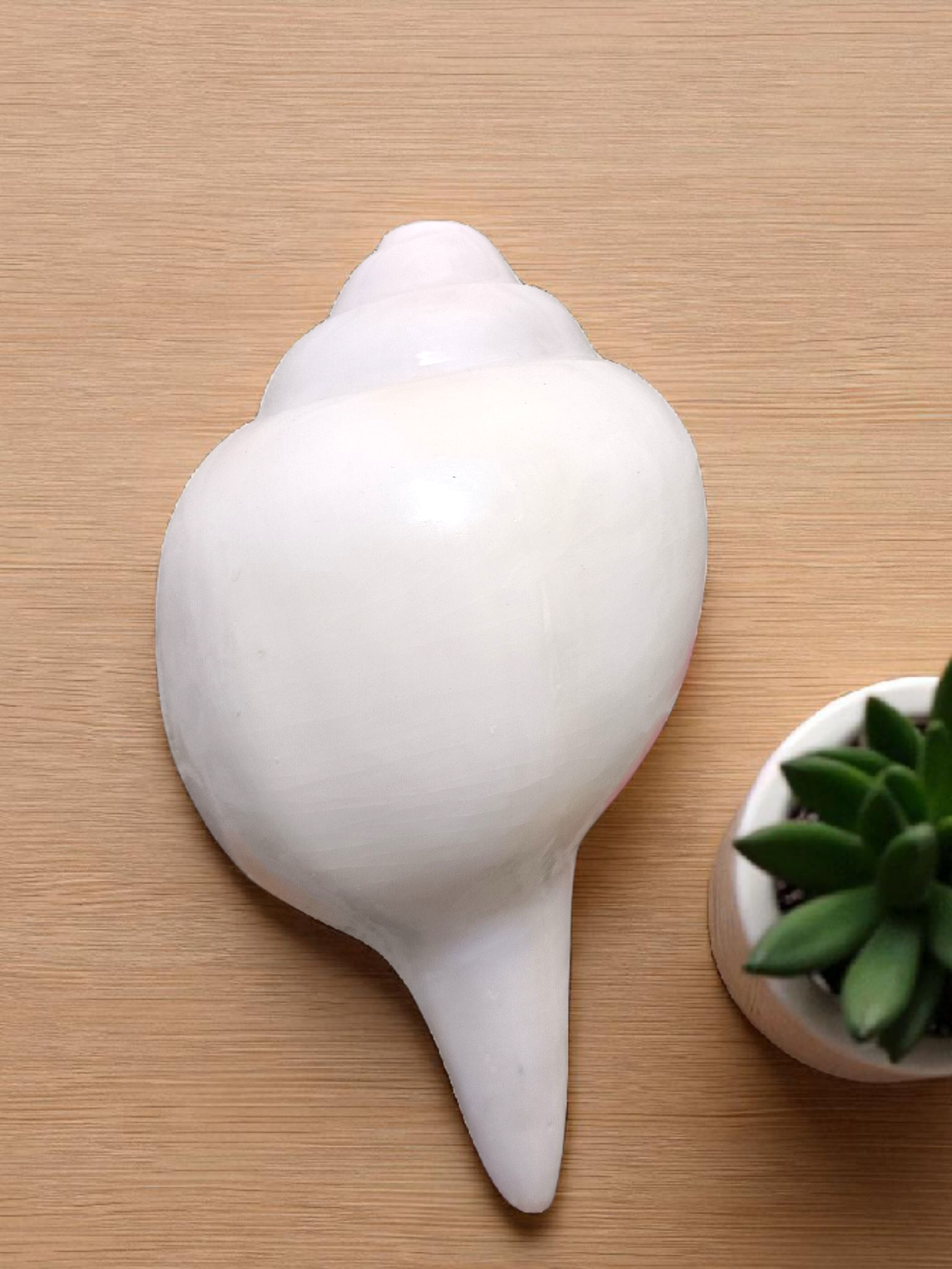 Divine Harmony: Jellybean Retails Vamavarti Natural Loud Blowing Shankh |Conch For Pooja -(Size Guarantee - Quality Matters) (9 Inch Premium Jumbo)