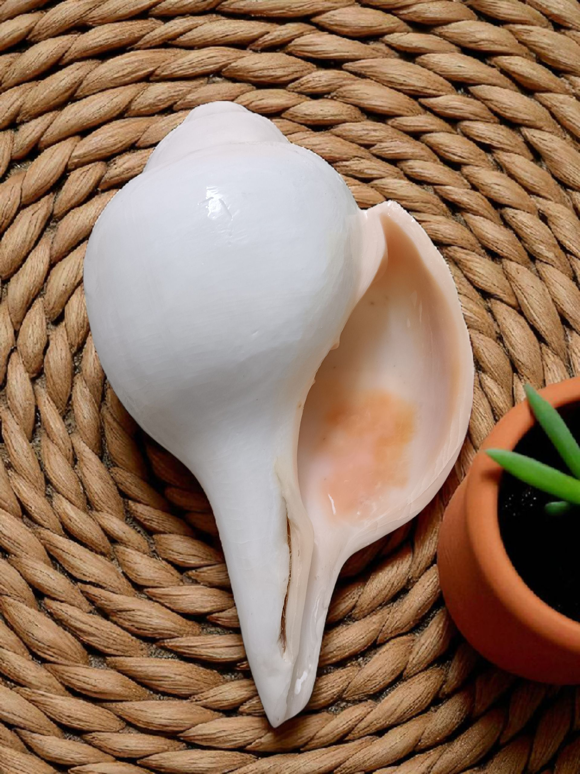 Divine Harmony: Jellybean Retails Vamavarti Natural Loud Blowing Shankh |Conch For Pooja -(Size Guarantee - Quality Matters) (9 Inch Premium Jumbo)