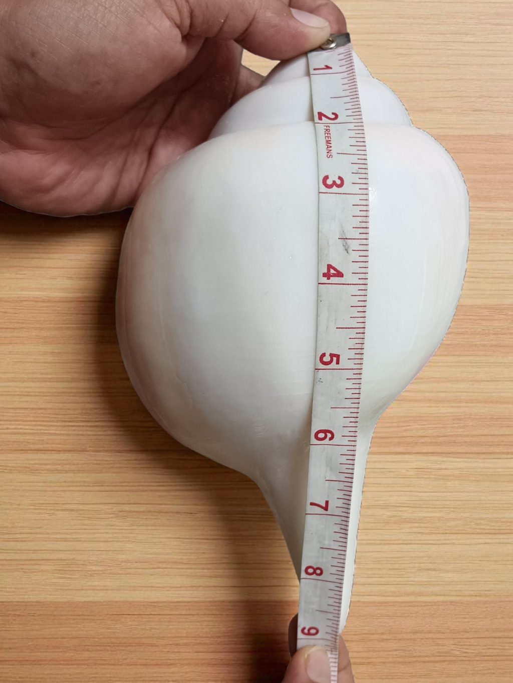 Divine Harmony: Jellybean Retails Vamavarti Natural Loud Blowing Shankh |Conch For Pooja -(Size Guarantee - Quality Matters) (9 Inch Premium Jumbo)