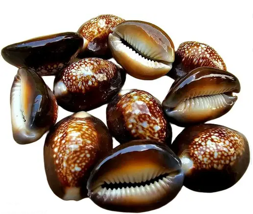 Natural Black Kaudi (Kali Kaudi) Cowrie Shells for Puja, Wealth & Protection (11 Pieces)