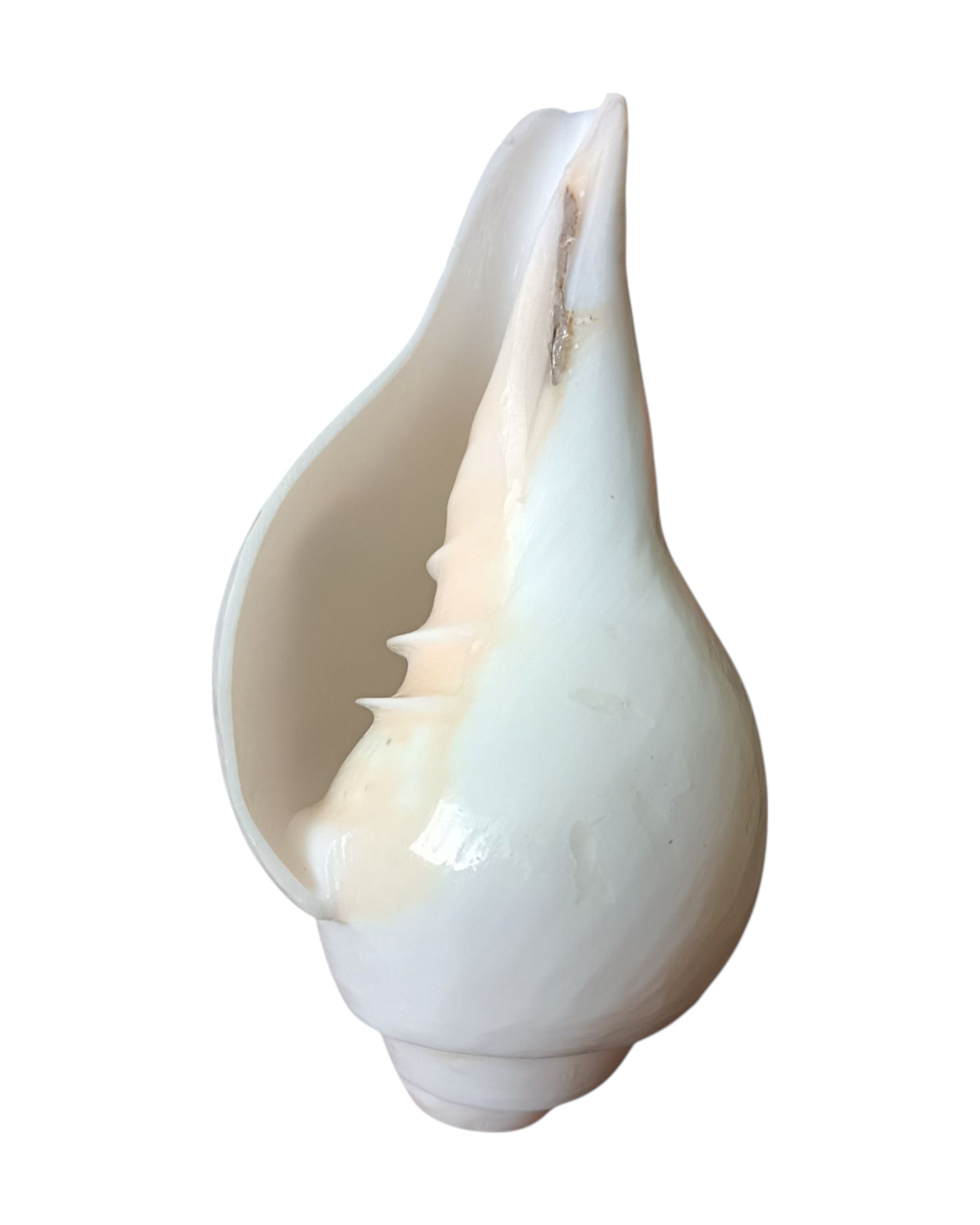 Puri Jagannath Dham Original Loud Blowing Shankh|Conch For Pooja. 250 Gram, 4.5 Inch In Size